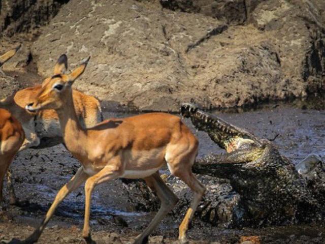 Media - Hồi hộp xem màn thoát chết của con vật có "tốc độ ánh sáng" trước miệng cá sấu