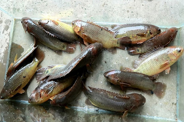 Món đặc sản Hải Dương từ cá rô đồng khiến 10 người ăn cả 10 người &#34;nghiện&#34; - 4