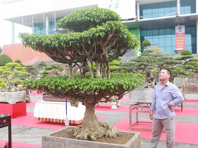 Thị trường - Tiêu dùng - Bán cây sanh 1 tỷ, một năm sau quay lại hỏi mua 4 tỷ nhưng chủ nhất định không bán