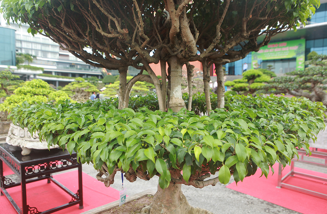 Liên hệ với anh Nguyễn Sang, chủ cũ tác phẩm sanh cổ “Chùa Một Cột”, anh cho biết, anh mua cây năm 2009 tại triển lãm ở Quảng Ninh với giá 200 triệu đồng. Thời điểm đó cây chưa có hình dáng hoàn hảo như bây giờ.
