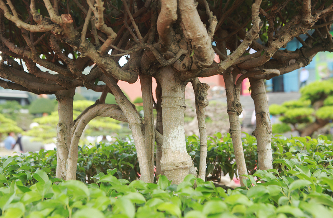 Theo anh Sang, cây trải qua rất nhiều đời chủ, cây có nguồn gốc từ Nam Định, sau đó được một nghệ nhân trong miền Nam mua lại, họ tạo tác lại chứ không phải cây có hình dáng như thế này ngay từ đầu.
