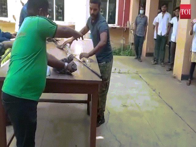 Phi thường - kỳ quặc - Video: Cận cảnh hổ mang chúa 3,6m được bó bột trị thương