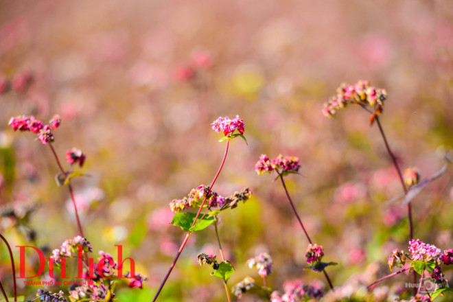 Sắc màu quyến rũ của hoa tam giác mạch níu chân bao lữ khách