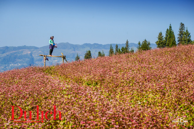 Nằm ở độ cao 1.200 m so với mực nước biển, thảo nguyên Suôi Thầu rộng hàng trăm ha, chỉ cách trung tâm huyện Xín Mần, Hà Giang khoảng 6 km