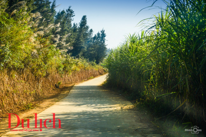 Con đường liên thôn dẫn lên thảo nguyên vừa được lát bê tông, tuy nhỏ nhưng sạch đẹp khang trang, lao xao hàng lau vẫy chào du khách về thăm