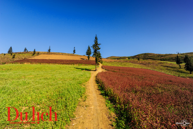 Bên trái là đồng tam giác mạch vừa trồng, bên phải sắc màu đậm hơn, sắp đến vụ thu hoạch kiều mạch