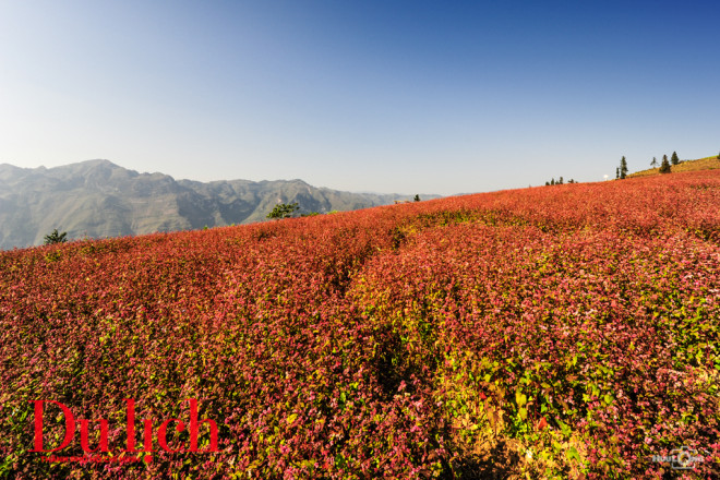 Những khoảnh đồng hoa tam giác mạch mênh mông thoảng hương, khẽ lay lay vẫy chào du khách