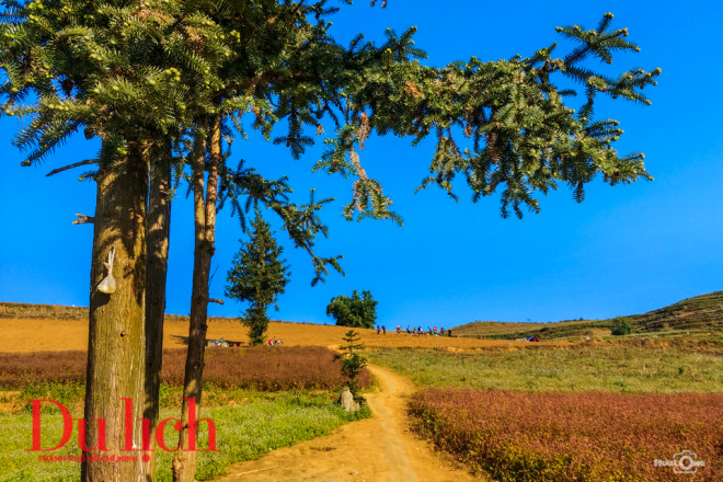 Sắc màu hoa sẫm dần khi càng gần đến mùa thu hoạch