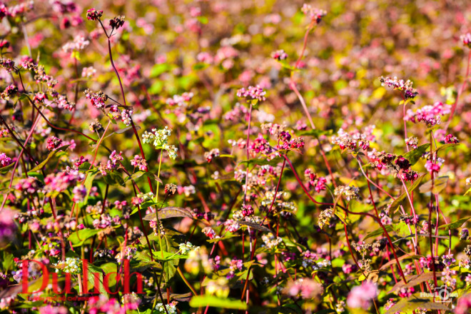 Cơn gió thoảng qua, cả cánh đồng hoa lay lay vẫy chào 