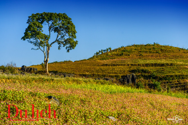 Những vạt hoa tam giác mạch rộng lớn, nở hồn nhiên tự tại nơi lung chừng trời, xung quanh là bao la mây núi