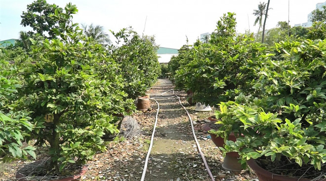 Năm nay, mai vàng Thủ Đức khá hút hàng tại thị trường nước ngoài.