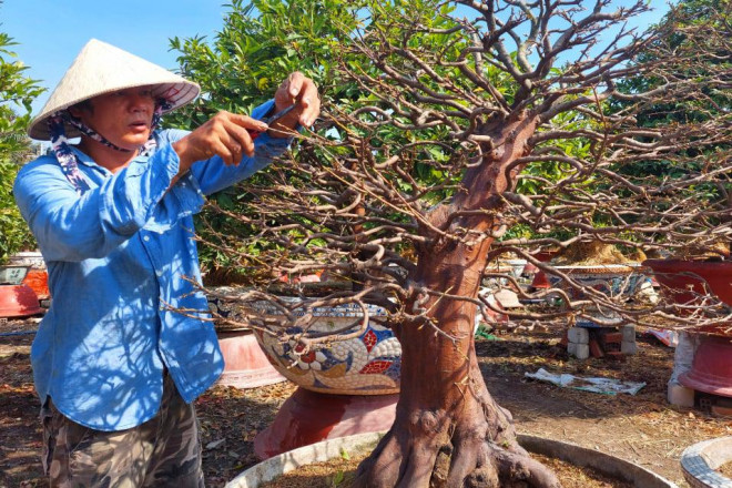 Đơn hàng năm nay sớm hơn những năm trước khiến nhiều nhà vườn phấn khởi.