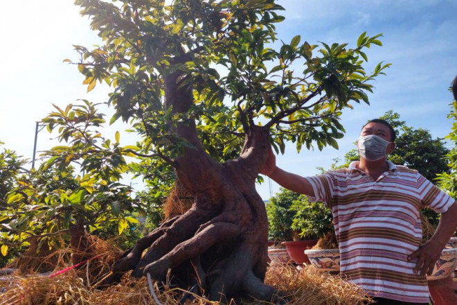 Giá mai năm nay chỉ tăng nhẹ và dịch vụ cho thuê cũng được giảm giá để thu hút khách hàng.