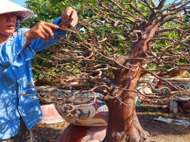 Thị trường - Tiêu dùng - Mai vàng Thủ Đức ''hút hàng'' tại thị trường nước ngoài dịp cận Tết