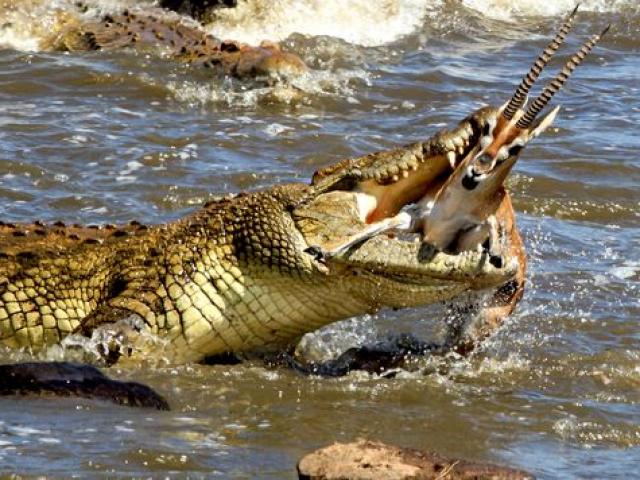 Media - Cá sấu phục kích, ngoạm sống con mồi trong tích tắc
