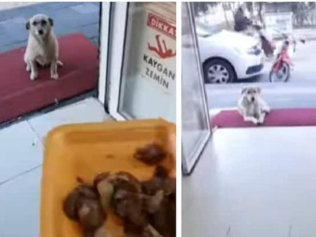 Bạn trẻ - Cuộc sống - Clip: Ông chủ cửa hàng và những vị khách “xin ăn” siêu dễ thương