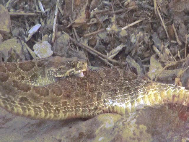 Phi thường - kỳ quặc - Video: Hãi hùng cảnh rắn đuôi chuông cắn ngập hai răng nanh và tự tiêm nọc vào cơ thể mình