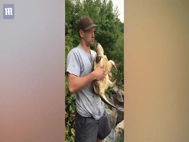 Phi thường - kỳ quặc - Video: Nam thanh niên bị rùa cắn trúng môi khi chuẩn bị làm hành động này