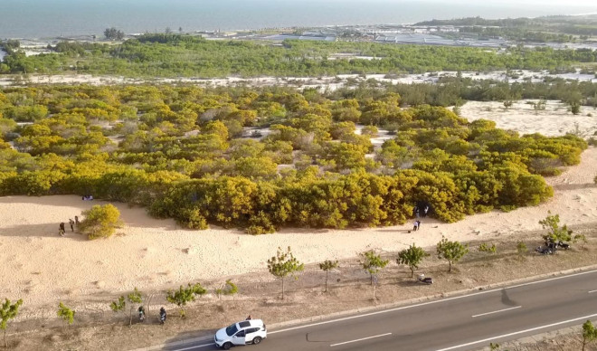 Mùa này keo lá tràm vàng rực, kéo dài hàng cây số từ trung tâm Phan Thiết đi Hòa Thắng (huyện Bắc Bình). Ảnh: DT