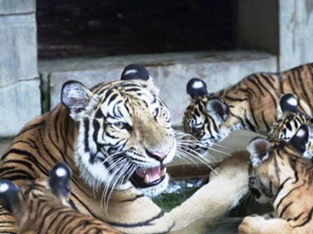 Tin tức trong ngày - Chuyện ghi ở động Ba Ông Cọp