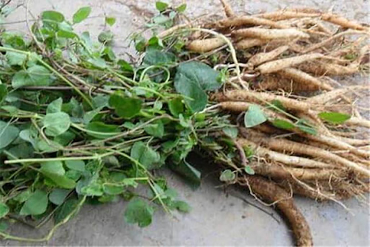 Nhiệt độ thích hợp cho cây phát triển là 18-25 độ C, đảng sâm sống ở đất nhiều màu mỡ, mùn cao.
