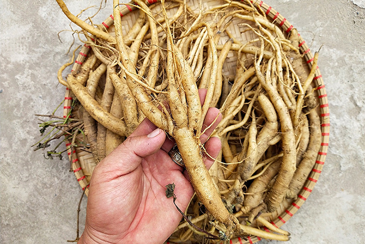 Người dân tại nhiều tỉnh đang trồng sâm dây và có thêm nguồn thu kha khá
