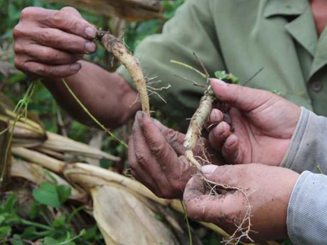 Thị trường - Tiêu dùng - Thứ trước mọc dại ở Việt Nam, nay được ví như "nhân sâm của người nghèo" giá cao ngất ngưởng