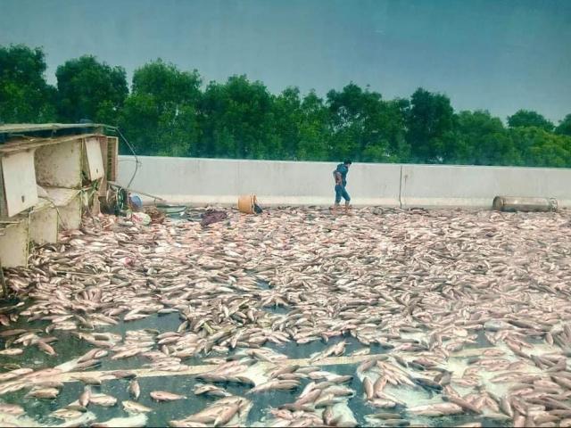 Tin tức trong ngày - Hàng tấn cá phủ trên mặt đường cao tốc Hà Nội - Hải Phòng vì ô tô gặp nạn bất ngờ