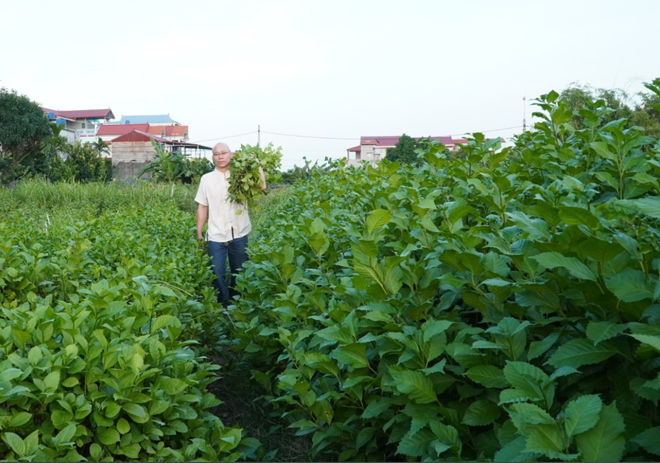 Y sỹ Nguyễn Xuân Ngọc tự trồng vườn lá đơn để phục vụ nhu cầu của bệnh nhân