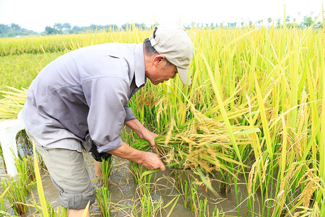 Xương khớp đau buốt có khi tưởng chết vì thoái hoá – Bệnh rút nhanh bất ngờ nhờ cách “cứu nguy” này - 1