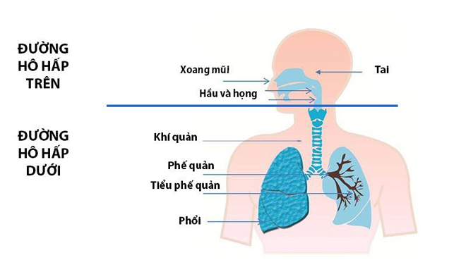 Bệnh về đường hô hấp là các bệnh xảy ra đối với bất kỳ cơ quan nào trong hệ hô hấp của con người, chúng thường dẫn đến tình trạng ho, hắt hơi, đau đầu,…