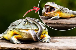 Phi thường - kỳ quặc - Khoảnh khắc rắn hóa mồi ngon của ếch "yêu tinh"