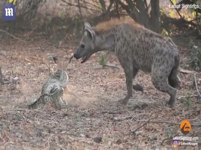 Thế giới - Video: Trăn bắt được linh dương, sắp nuốt mồi thì phải "ngậm ngùi" bỏ cho kẻ khác