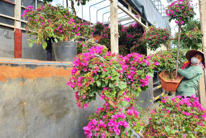 Còn chưa đến 1 tháng nữa là tới Tết Nguyên đán, nhiều nhà vườn hoa cây cảnh ở làng hoa Kim Phúc (xã Nghi Ân, TP. Vinh, Nghệ An) liên tục nhập hoa về số lượng lớn những ngày này.