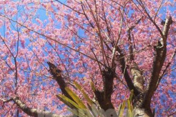 Du lịch - Hoa anh đào bung nở tạo nên một tuyệt phẩm ở miền Tây xứ Nghệ