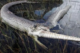 Thế giới - Nuốt trọn cá sấu giả chết, trăn "khủng" bị con mồi phá toang bụng từ bên trong.