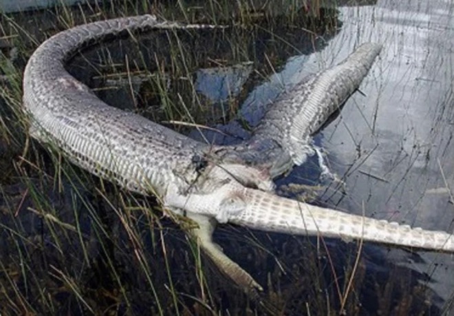 Trăn MIến Điện chết vì&nbsp;thủng bụng, bên cạnh là xác cá sấu.