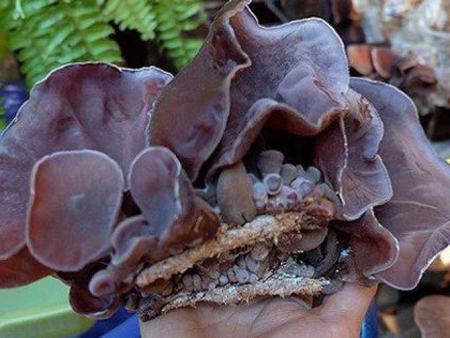 Thị trường - Tiêu dùng - Muốn biết mộc nhĩ có bị tẩm hoá chất hay không chỉ cần nhìn vào tai nấm