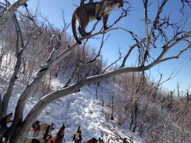 Media - Truy sát báo sư tử, chó hoang nhận đòn "trời giáng"