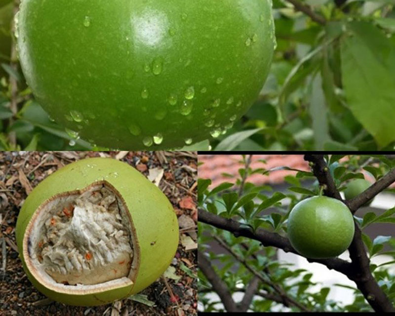 Nhìn bề ngoài, quả đào tiên có hình dán khá giống quả bưởi nhưng vỏ ngoài lại nhẵn như quả dừa.
