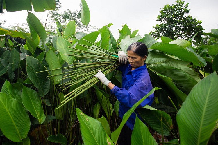 Nông dân trồng lá dong ở làng Tràng Cát thường bắt đầu thu hoạch từ mùng 7 – 25 tháng chạp âm lịch để phục vụ cho dịp Tết Nguyên Đán.