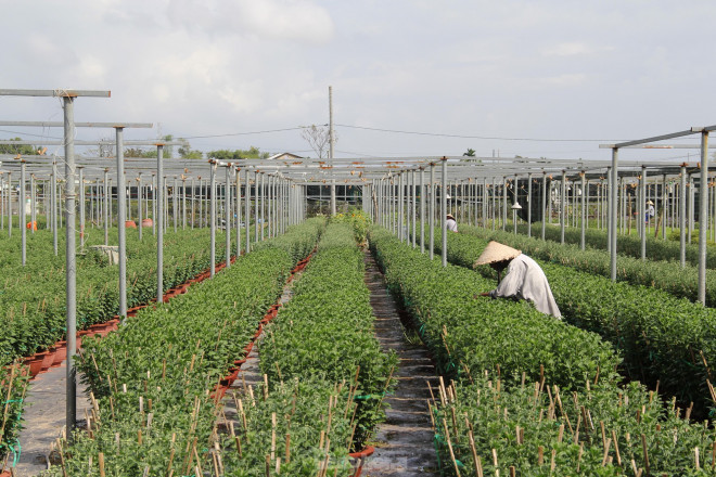 Những ngày này, các chủ vườn trồng cúc ở thôn Dương Sơn (xã Hòa Châu, huyện Hòa Vang, TP Đà Nẵng) "đỏ mắt" chờ thương lái.