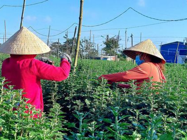Kinh doanh - Việc nhẹ lương cao từ nghề "ngắt hoa, bẻ nụ" những ngày giáp Tết