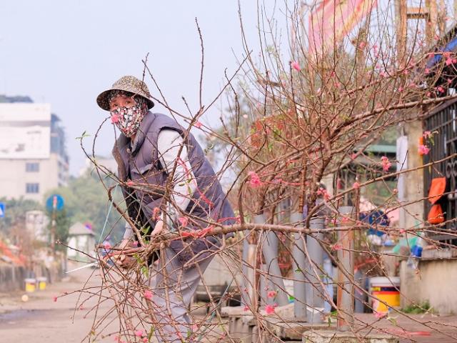Thị trường - Tiêu dùng - Hà Nội: Miễn phí tiền mặt bằng cho các hộ bán hoa, cây cảnh dịp Tết