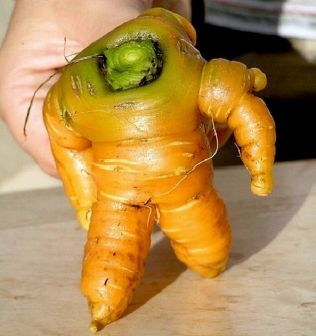 Trông hình dáng của củ cà rốt này giống như một anh hùng giải cứu thế giới với những bước đi “long trời lở đất”.
