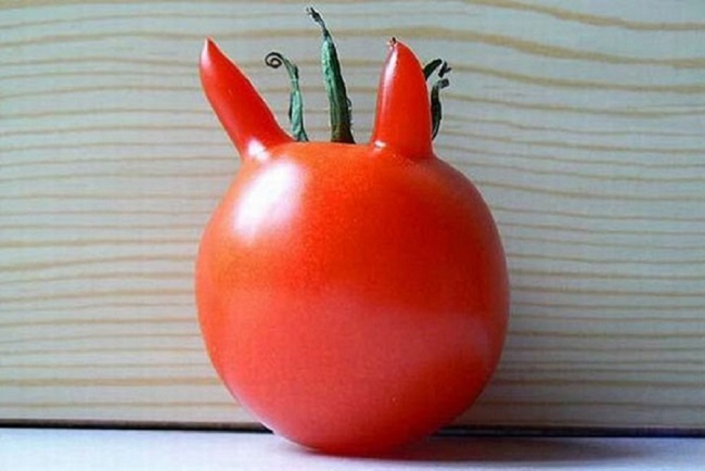 Quả cà chua có 2 chiếc sừng trông như ác quỷ này liệu có làm bạn sợ hãi?
