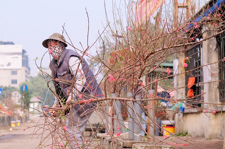 Ủy ban nhân dân (UBND) quận Hai Bà Trưng và Tây Hồ sẽ miễn phí thuê mặt bằng cho các hộ bán hoa, cây cảnh dịp Tết Nguyên đán Nhâm Dần 2022.