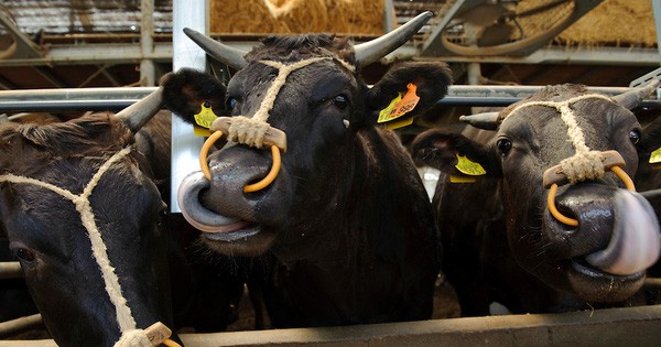 Phần thịt bò giá gần 700 triệu có gì đặc biệt mà đắt đến vậy? - 2