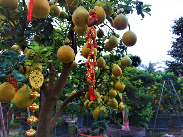 Thị trường - Tiêu dùng - TP.HCM: Mua bưởi Diễn được... tặng gà Đông Tảo