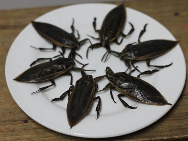 Thị trường - Tiêu dùng - Loài vật y hệt gián lại là đặc sản khan hiếm khiến người Việt "phát cuồng"